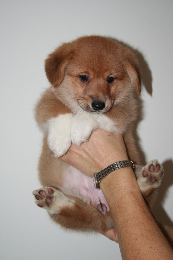 Puppies